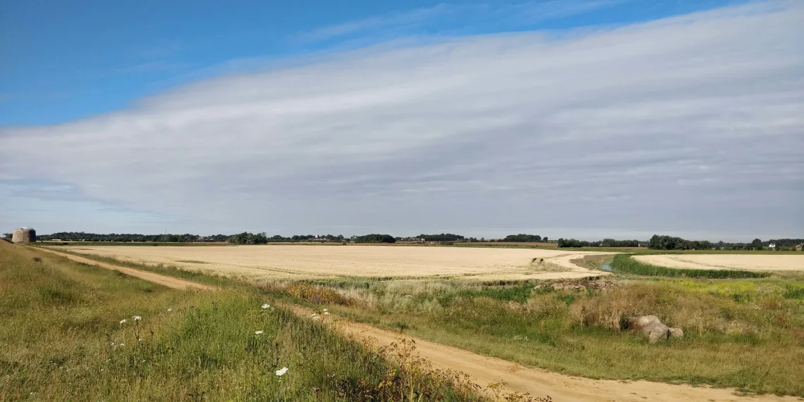 Photo of a farm field growing wheat and a dirty road